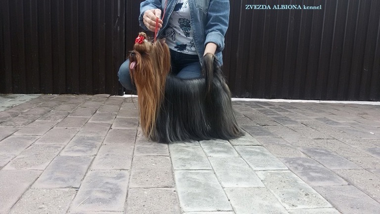 Zvezda Albiona ZVEZDA ALBIONA SUNCHINE KLEOPATRA &mdash; Labaza DogPedigree YorkshireTerrier